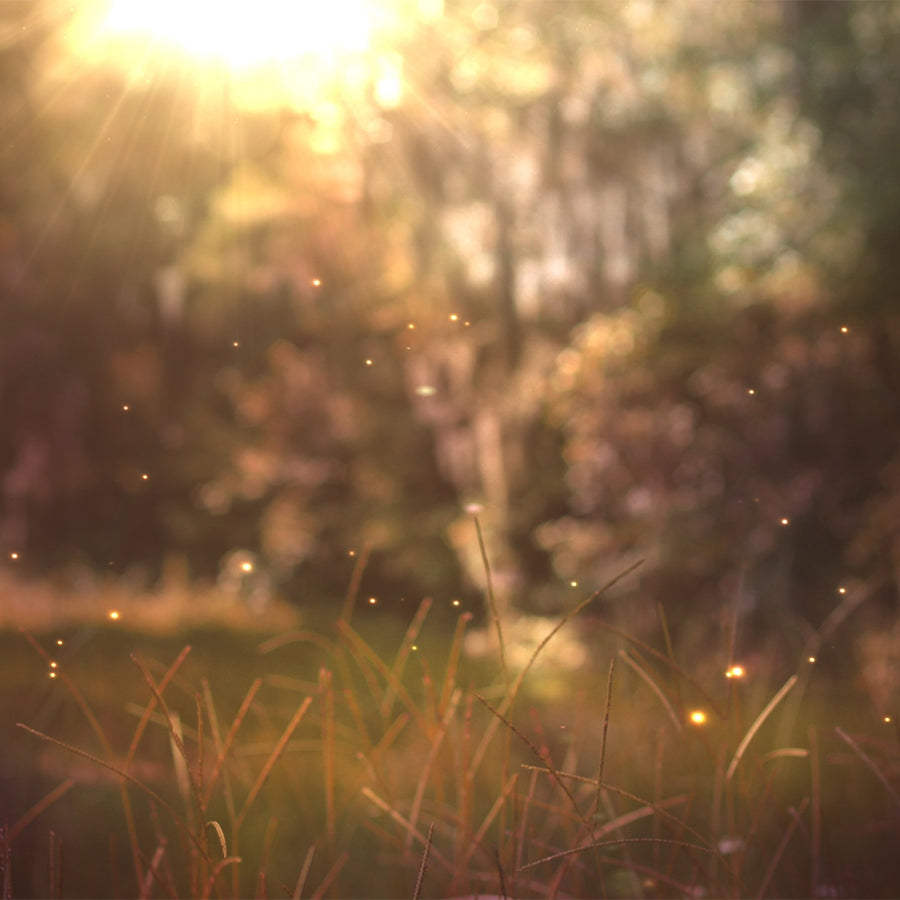 Fireflies Meditation Music .mp3