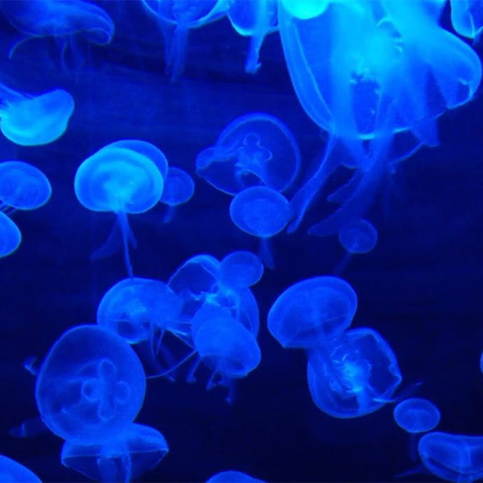 Jellyfish Meditation Music